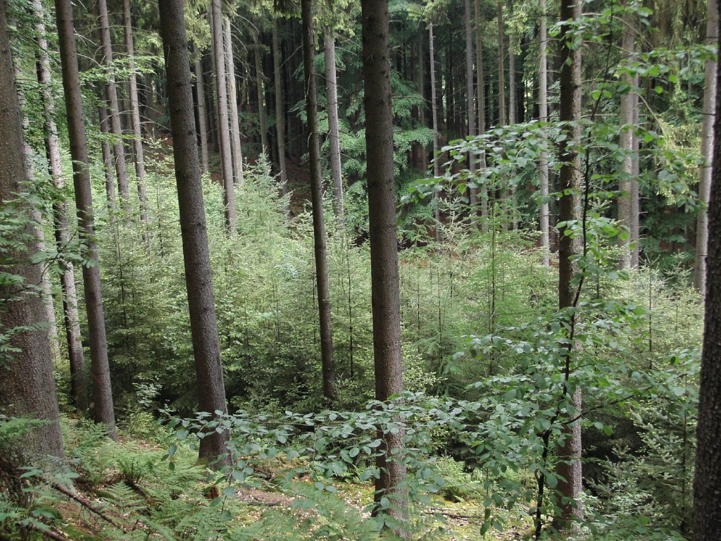 Wald